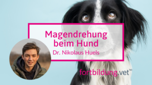 Magendrehung beim Hund