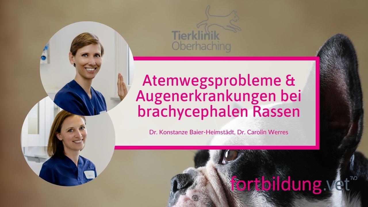 fortbildung.vet Titelbild