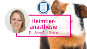 Anästhesie beim Heimtier