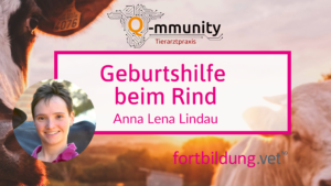 Geburtshilfe beim Rind
