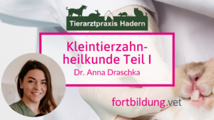 Kleintierzahnheilkunde Parodontologie
