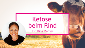 Ketose beim Rind