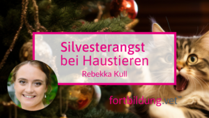 Alle Jahre wieder: Silvesterangst bei Haustieren