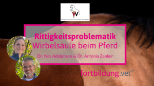 Rittigkeitsproblematik Wirbelsäule beim Pferd