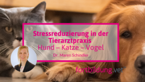 Stressreduzierung in der Tierarztpraxis