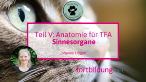 24222_Teil_5__Anatomie_für_TFAs_Sinnesorgane