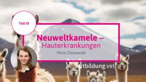 Neuweltkamele Teil III