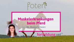Muskelerkrankungen beim Pferd