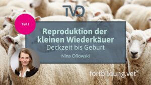 Reproduktion der kleinen Wiederkäuer